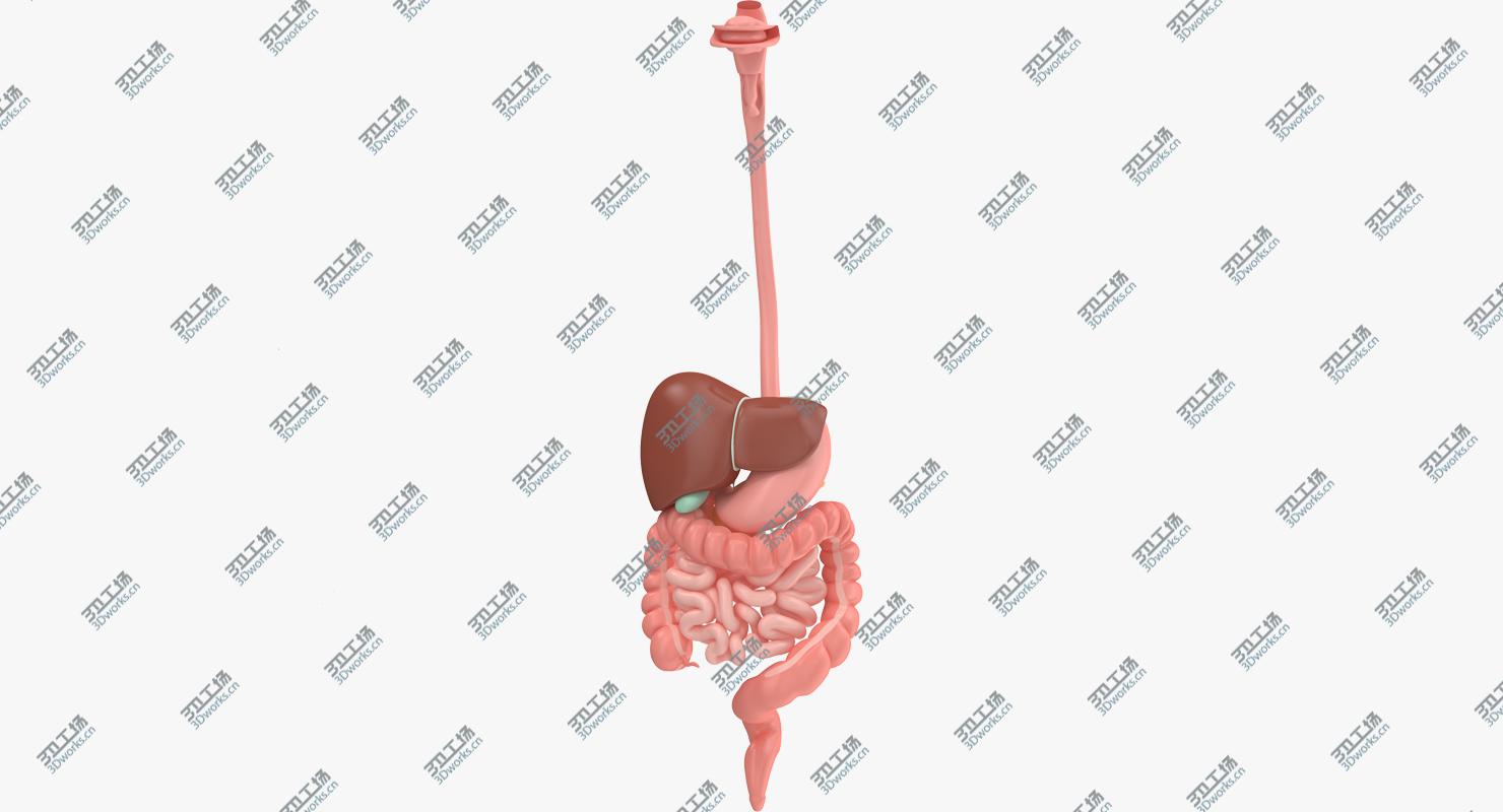 images/goods_img/2021040233/Digestive System/2.jpg